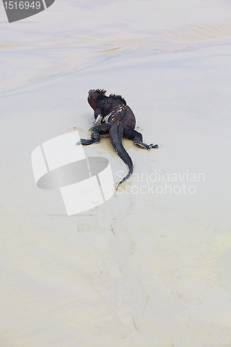 Image of Galapagos marine Iguana