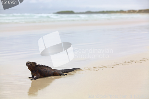 Image of Galapagos marine Iguana