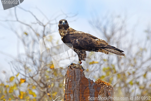 Image of Galapagos Hawk on Santa Fe