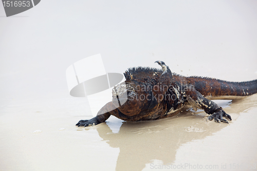 Image of Galapagos marine Iguana