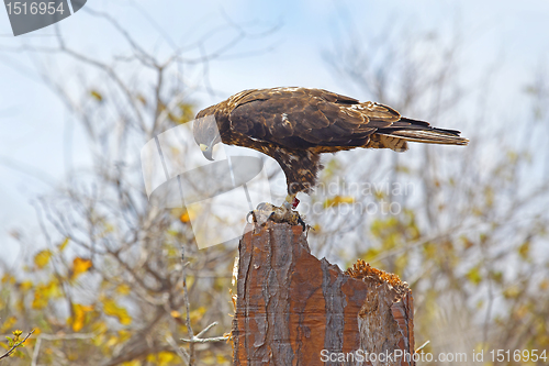 Image of Galapagos Hawk on Santa Fe