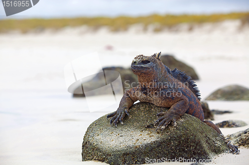 Image of Galapagos marine Iguana