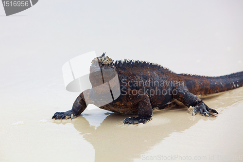 Image of Galapagos marine Iguana