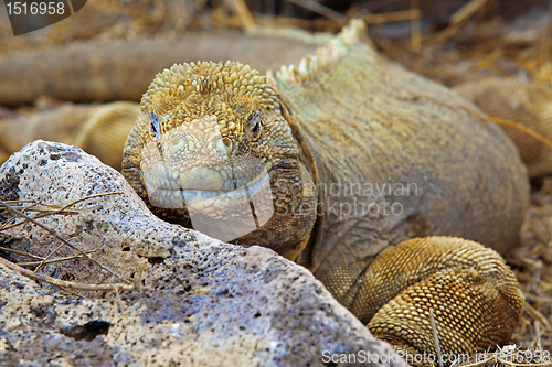 Image of Galapagos land iguana