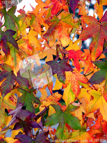 Image of Autumn pattern