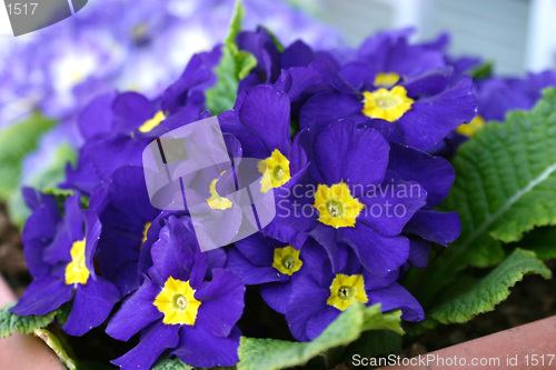 Image of star violets