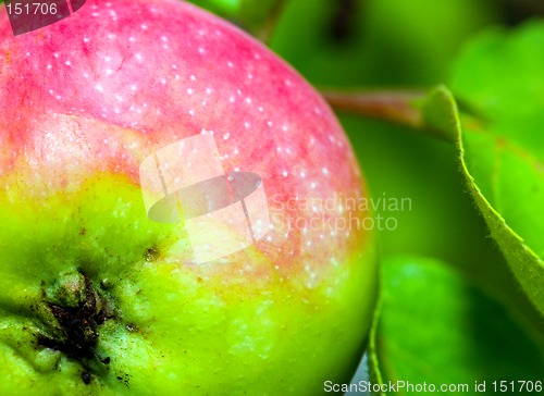 Image of Apple on tree