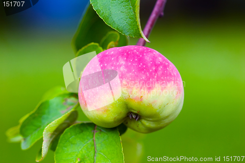 Image of Apple on tree