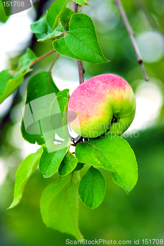 Image of Apple on tree