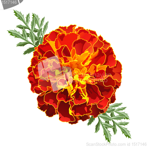 Image of Red Marigold (Tagetes)