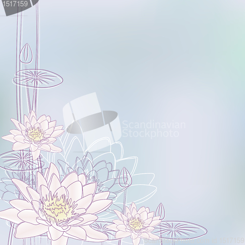 Image of Water Lily Flowers