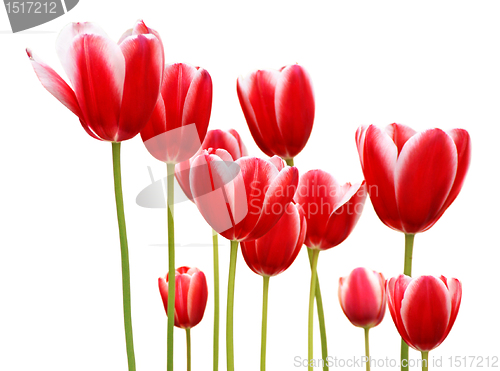 Image of Red Tulips
