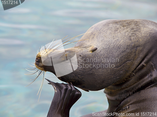 Image of Sea lion portrait