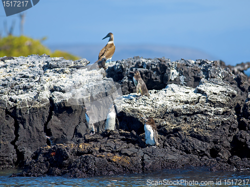 Image of Galapagos Penguin