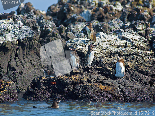 Image of Galapagos Penguin