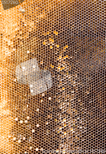 Image of Honeycomb mesh 