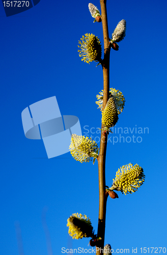 Image of Spring tree.