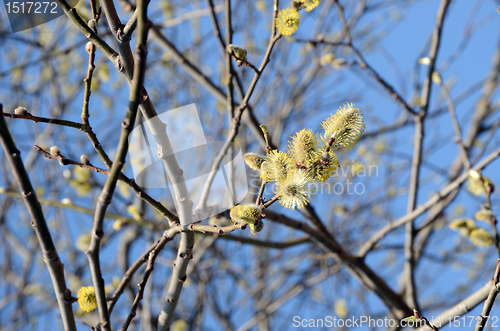 Image of Pussy-willows is the first sign of spring.