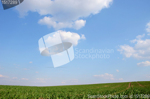 Image of Agricultural green fields and blue sky.