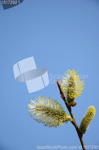 Image of Close-up of pussy-willow