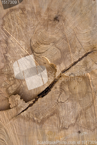 Image of Truncated wood trunk section. 