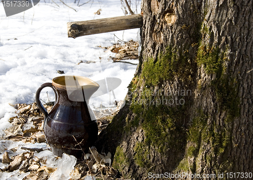 Image of Maple sap flows to pitcher 