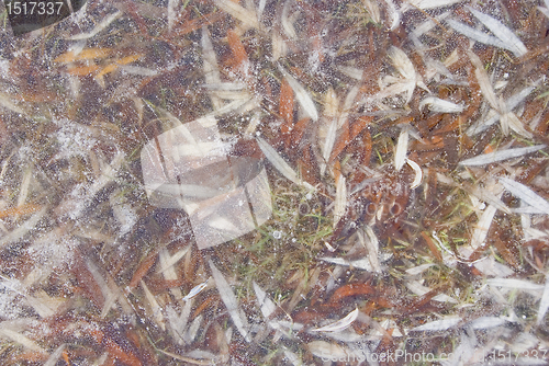 Image of Willow leaves frozen in ice.