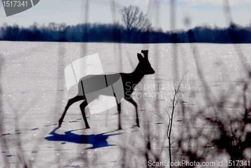 Image of Blured silhouette of deer in winter 
