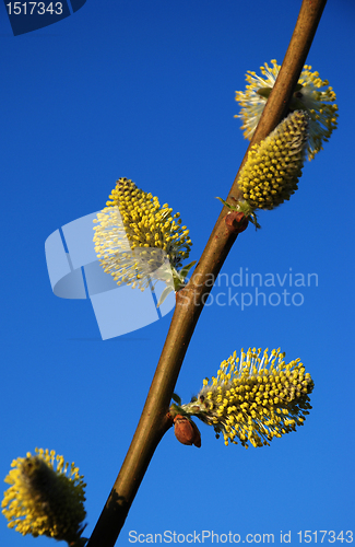 Image of Pussy-willow 