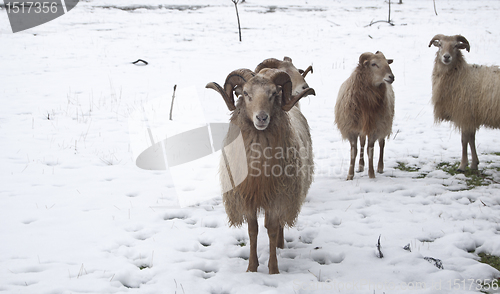 Image of goat and sheep