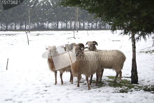 Image of goat and sheep in the snow