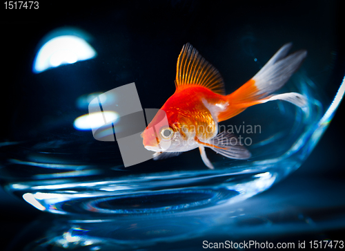 Image of goldfish