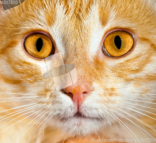 Image of cat close up