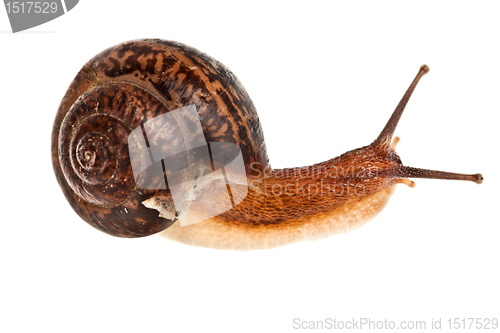 Image of snail (edible snail)