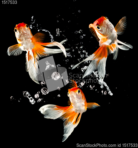 Image of goldfish