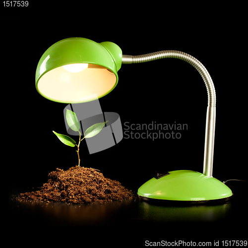 Image of Young sprout and table lamp