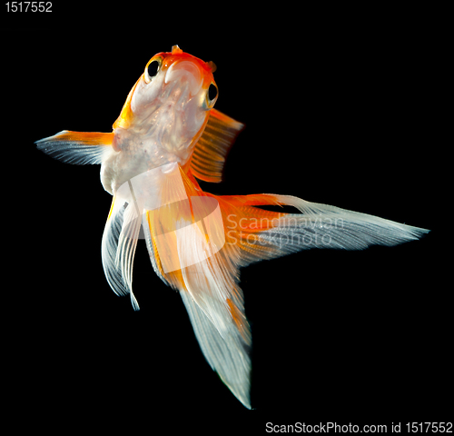 Image of goldfish