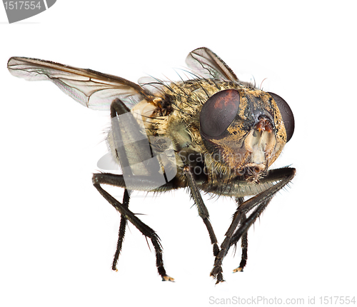 Image of Fly close up