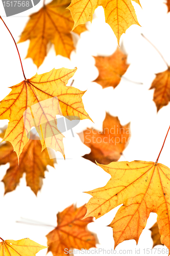 Image of Maple leaves fall