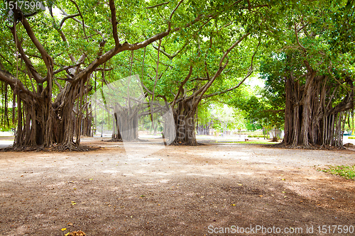 Image of large ficus