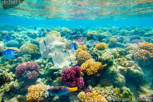 Image of Tropical Coral Reef. Red sea