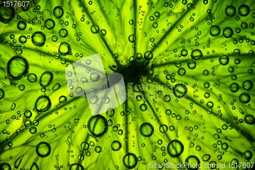 Image of citrus close up with bubbles, abstract green background