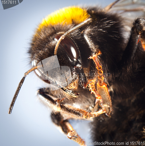 Image of bumblebee close up