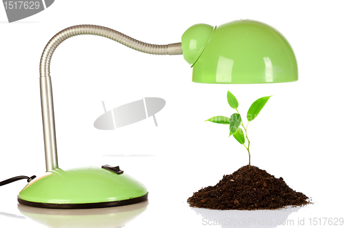 Image of Young sprout and table lamp