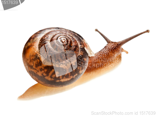 Image of snail (edible snail)