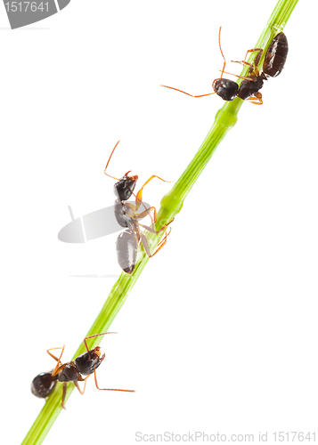 Image of Ants