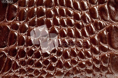 Image of crocodile leather texture