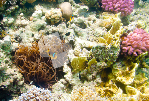 Image of anemonefish - Red sea
