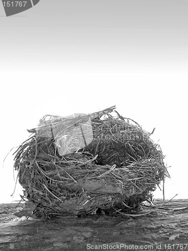 Image of Nest