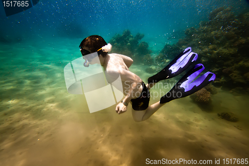 Image of Snorkeler. the Red sea